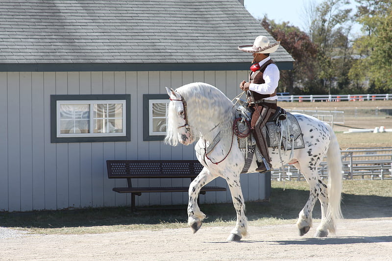 Friesian-Appaloosa Crossbreed Horses